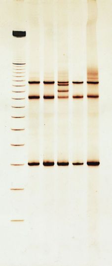 DNA银染色设备